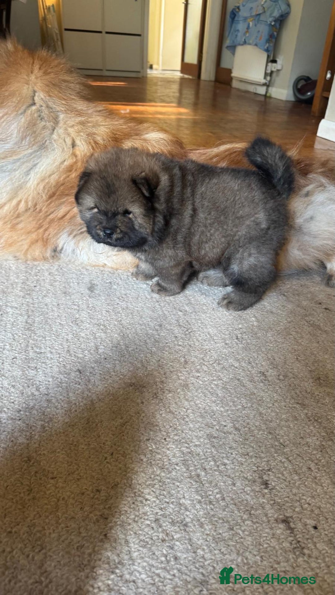Chow Chow dogs for sale: Puppies looking for new home - Image 9