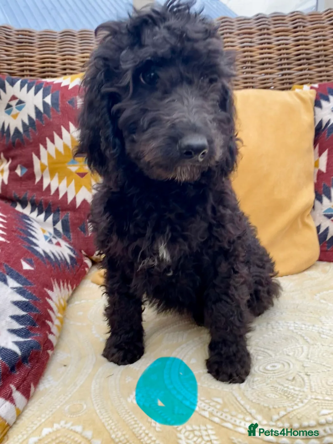 Irish Doodle dogs for sale: Standard Irish Doodle Puppies in Launceston - Advert 2