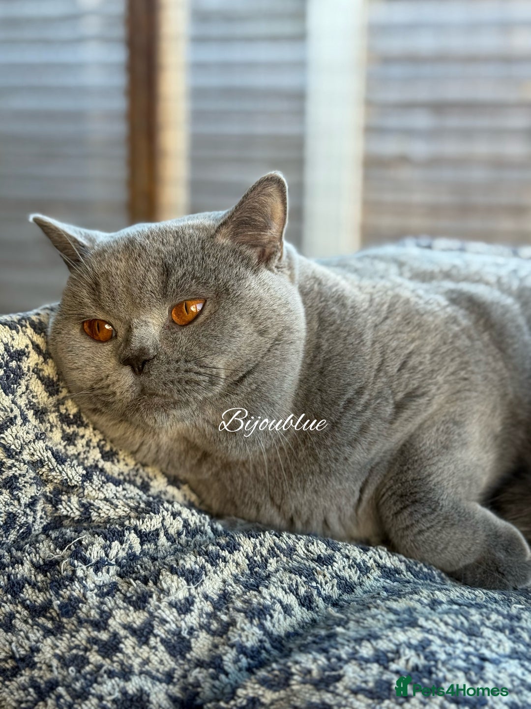 British Shorthair cats for stud: Brand New Import For Stud • World-Class Type - Advert 2