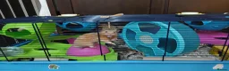Hamster rodents for sale: BUDDY THE SYRIAN HAMSTER  in Cambridge - Advert 5