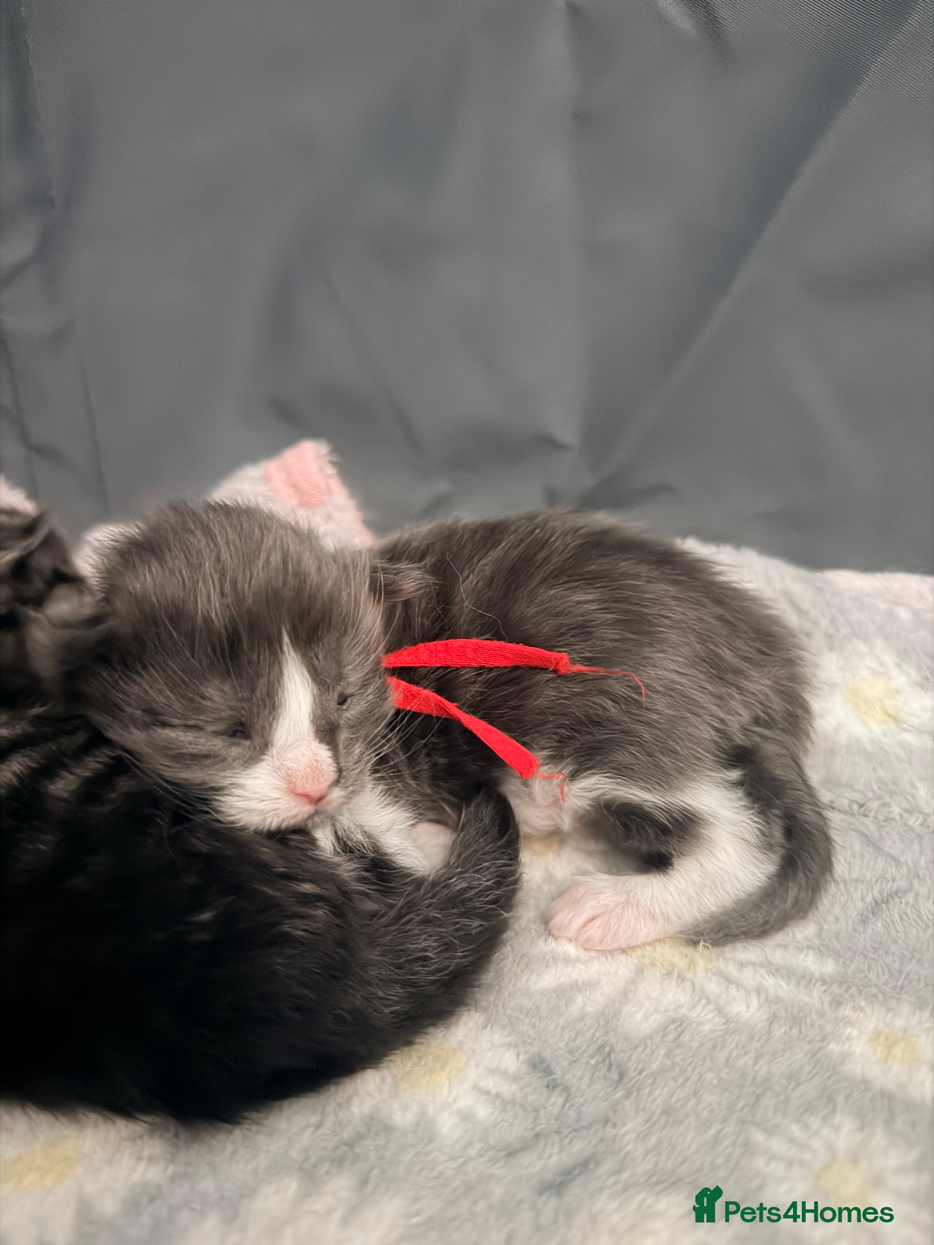 Maine Coon cats 2 Boys and 1 Girl - Advert 1