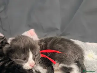 Maine Coon cats 2 Boys and 1 Girl - Advert 1