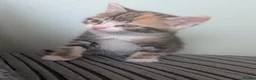 Domestic Shorthair cats for sale: 6 adorable kittens  - Advert 13