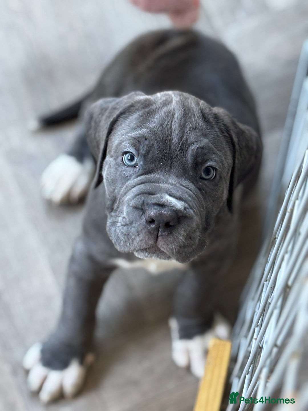 Neapolitan Mastiff dogs for sale: Mastiffs - Advert 13