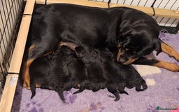 Rottweiler dogs for sale: Kc rottweiler puppies  - Image 14