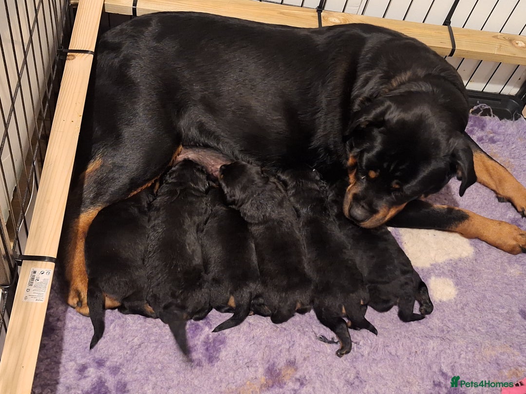 Rottweiler dogs for sale: Kc rottweiler puppies  - Image 14