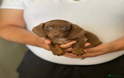 Miniature Dachshund dogs for sale: Miniature Dachshund Puppies  - Image 6