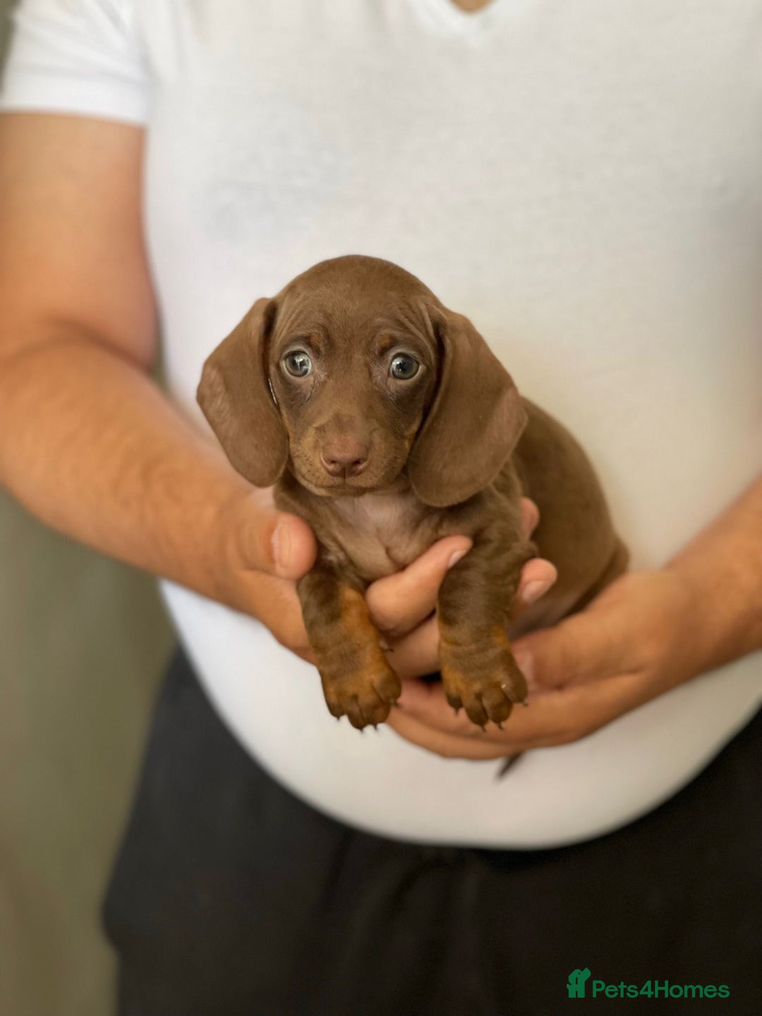Miniature Dachshund dogs for sale: Miniature Dachshund Puppies  - Image 6