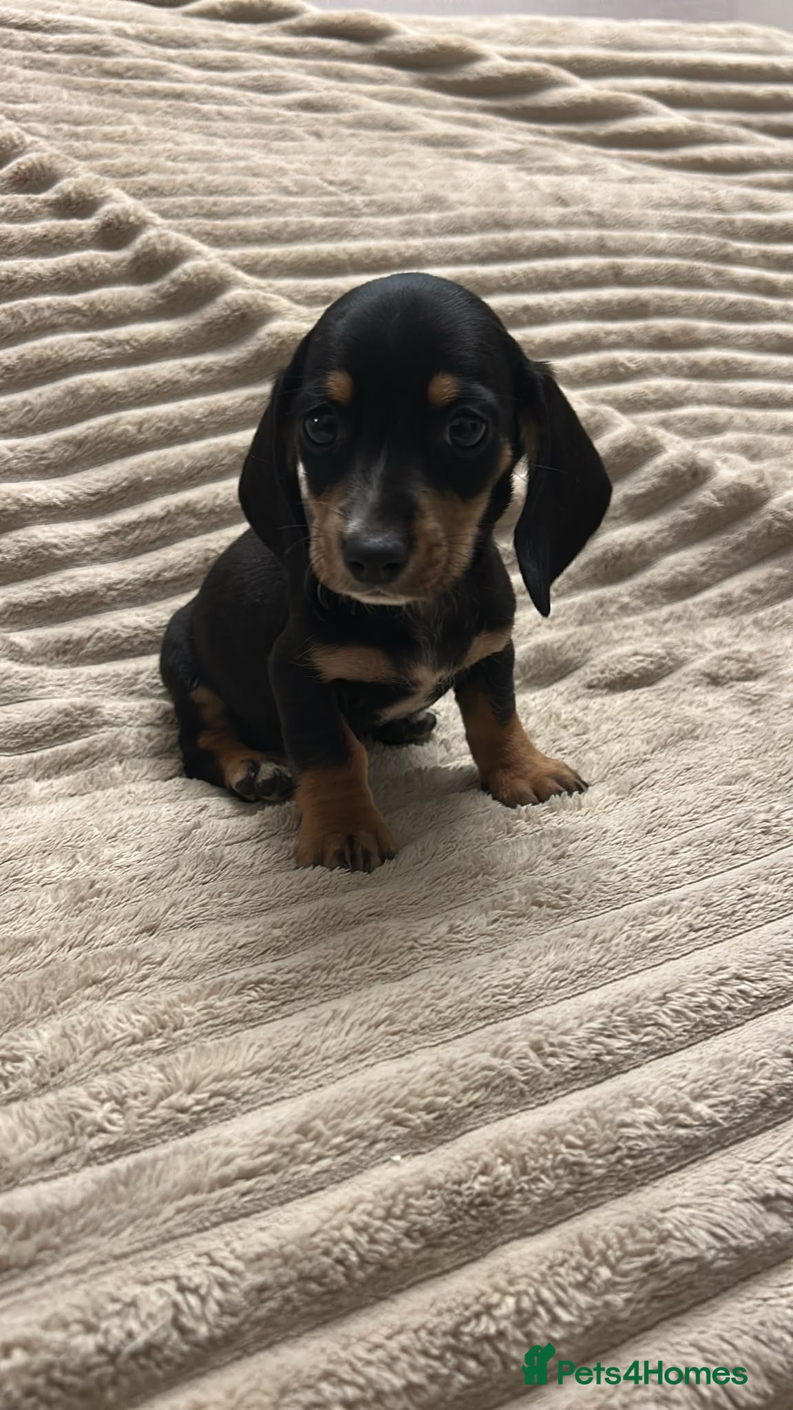 Miniature Dachshund dogs Miniature dashund  - Advert 8