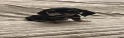 Miniature Dachshund dogs for sale: Miniature dashund  - Advert 1