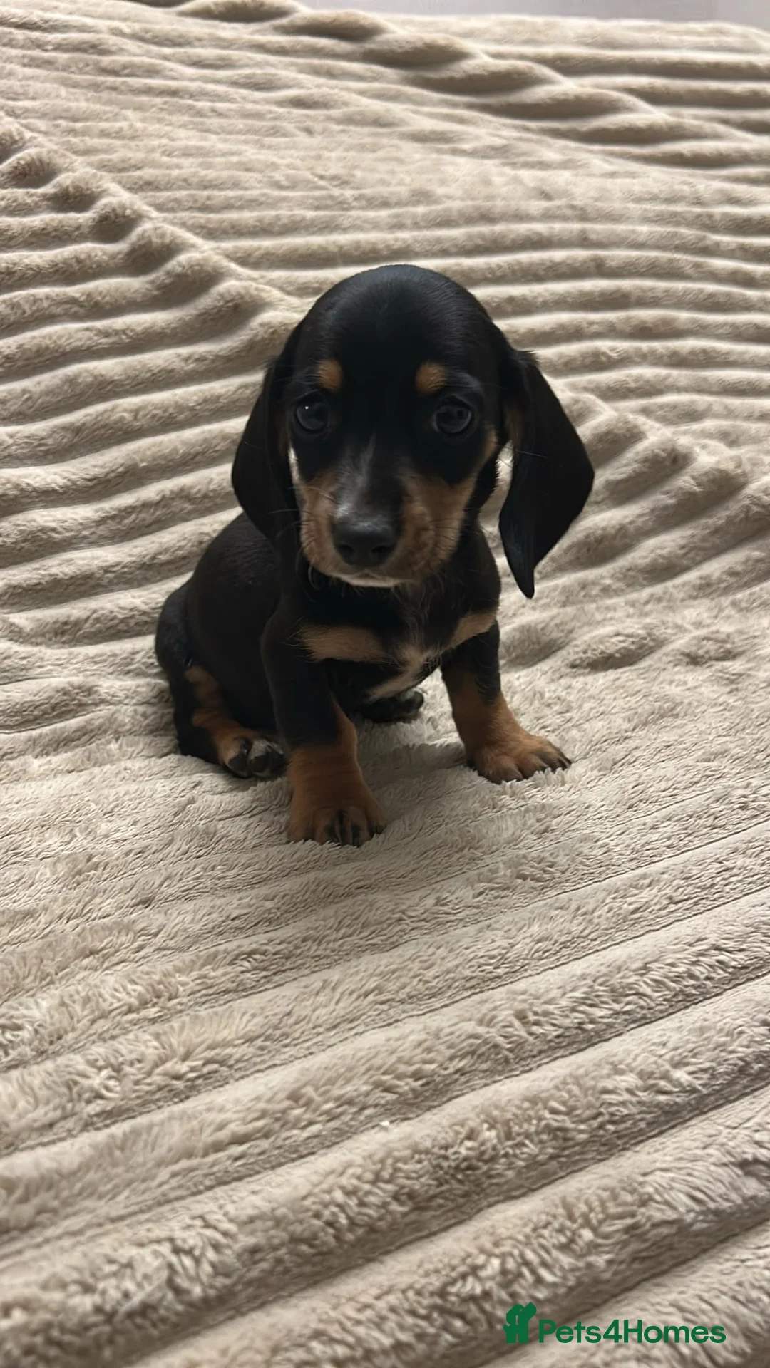 Miniature Dachshund dogs for sale: Miniature dashund  - Advert 1