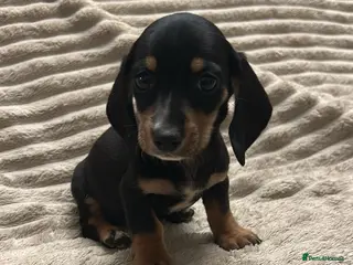 Miniature Dachshund dogs Miniature dashund - Advert 8