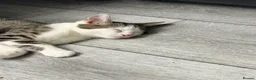 Domestic Shorthair cats for sale: Beautiful Domestic Short Hair  in Leicester - Advert 6
