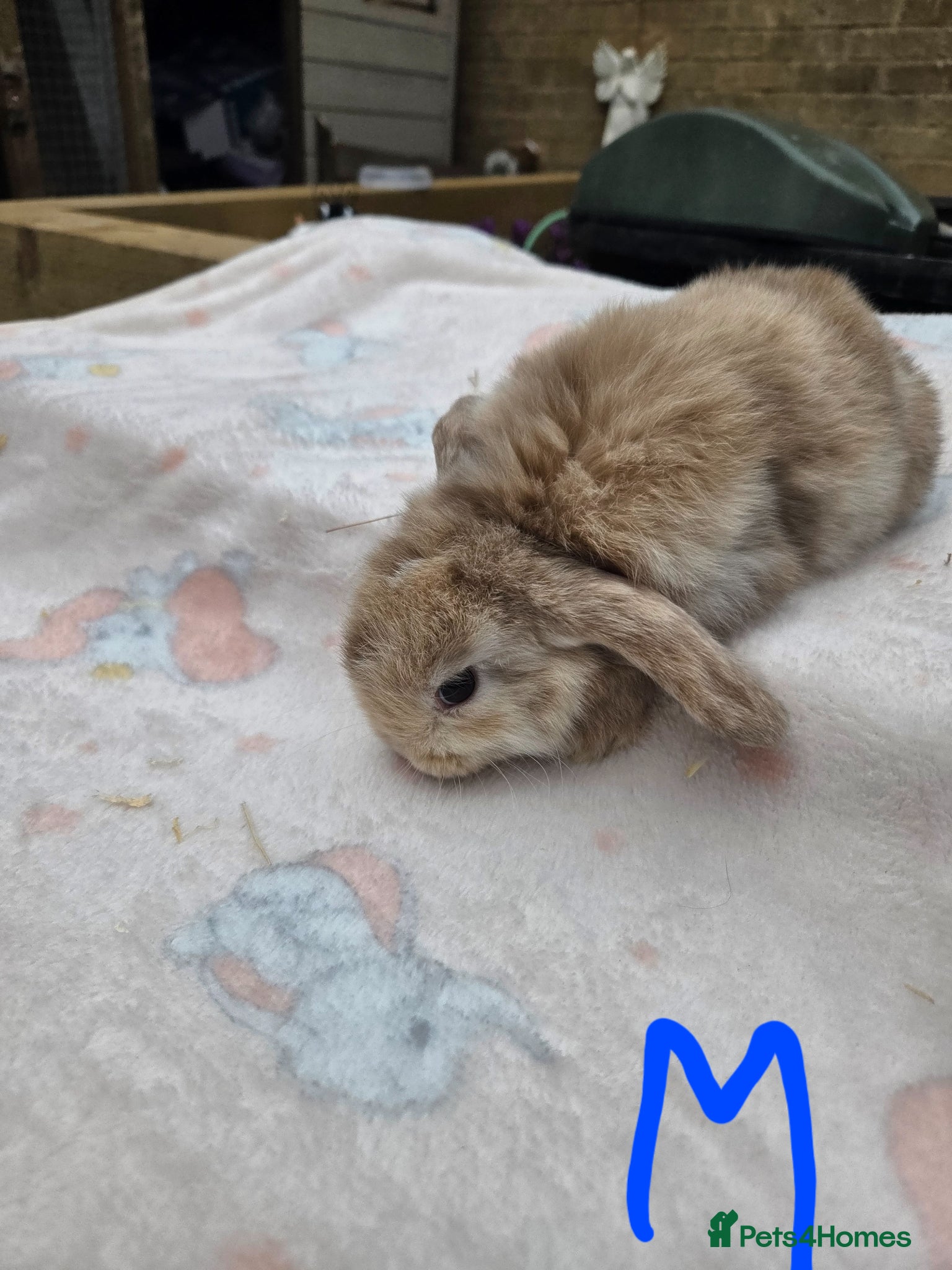 Mini Lop rabbits Baby mini lops - Advert 12