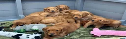 Golden Retriever dogs for sale: DARK RED KC REG GOLDEN PUPPIES HEALTH TESTED CLEAR - Advert 16