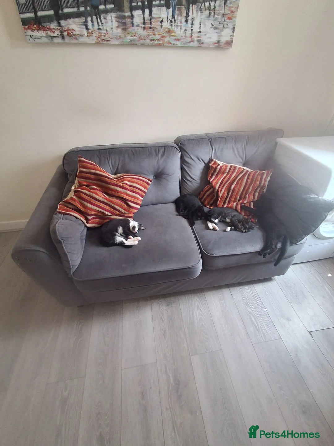 Mixed Breed cats for sale: Beautiful black and tuxedo kittens  - Advert 13