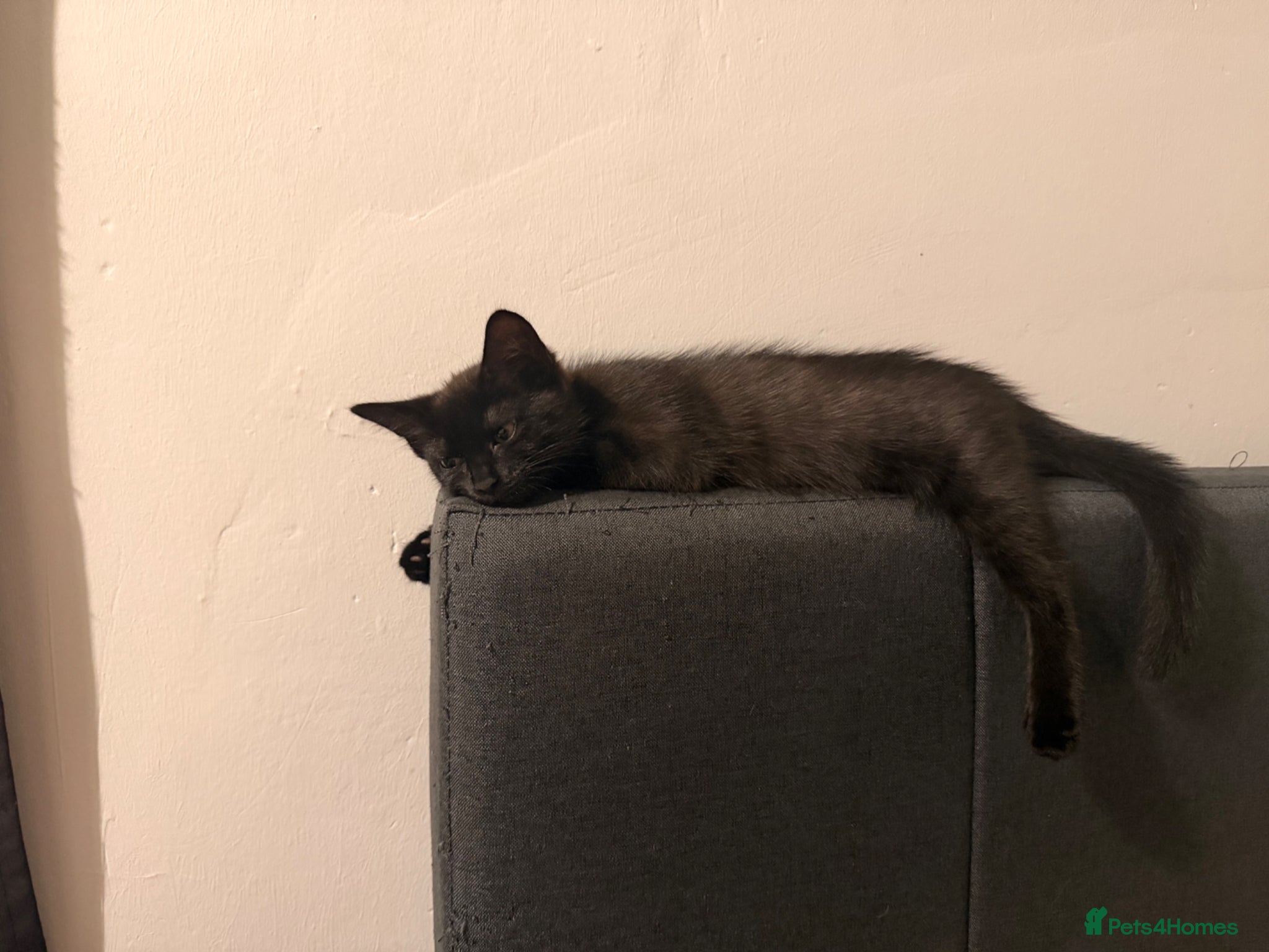 Domestic Shorthair cats Little female kitten ready for her forever people - Advert 7