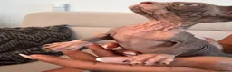Sphynx cats for sale: Tica registered sphynx kittens  - Advert 15