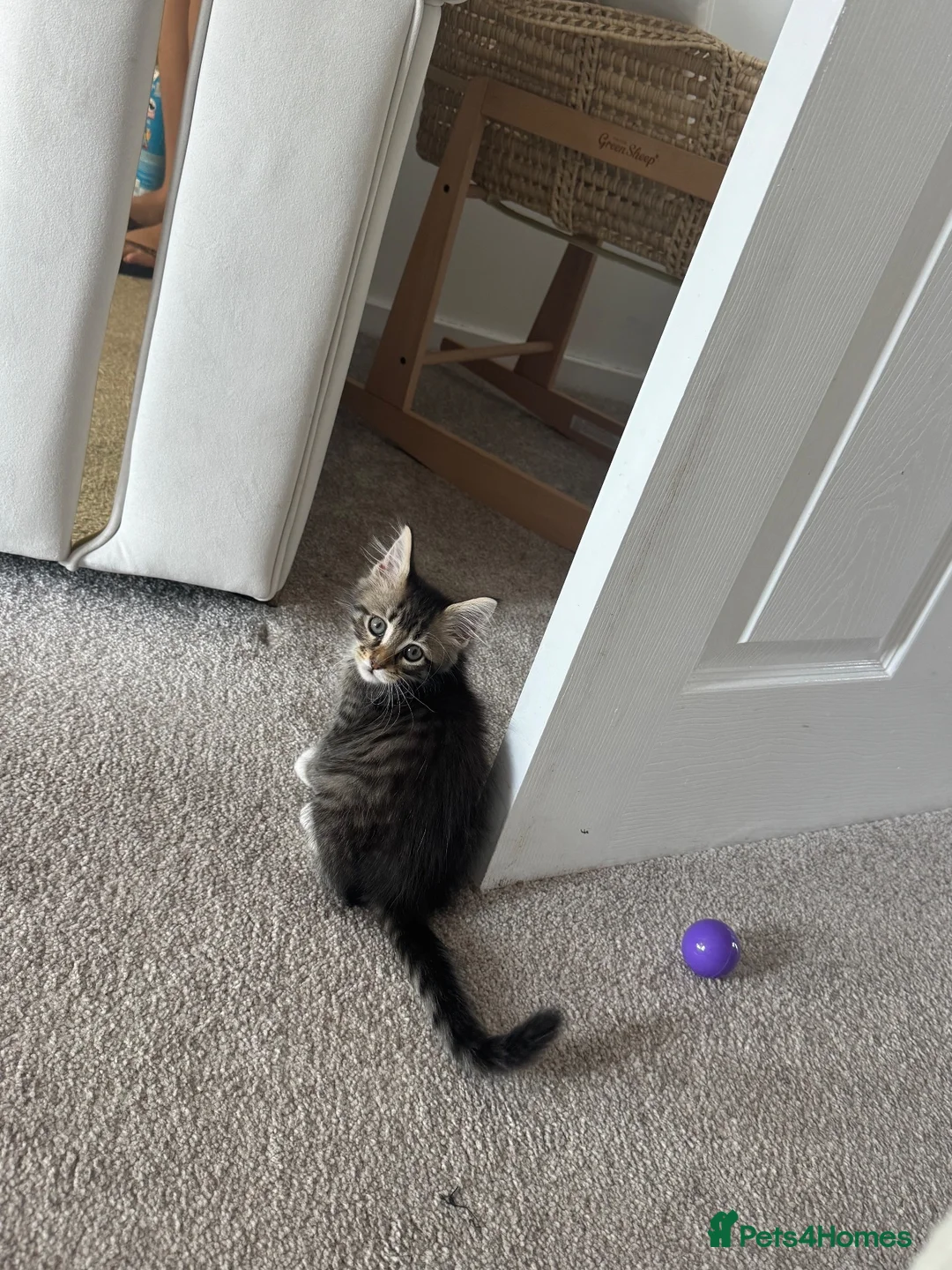 Mixed Breed cats for sale: Tiger tabby cat  - Advert 6