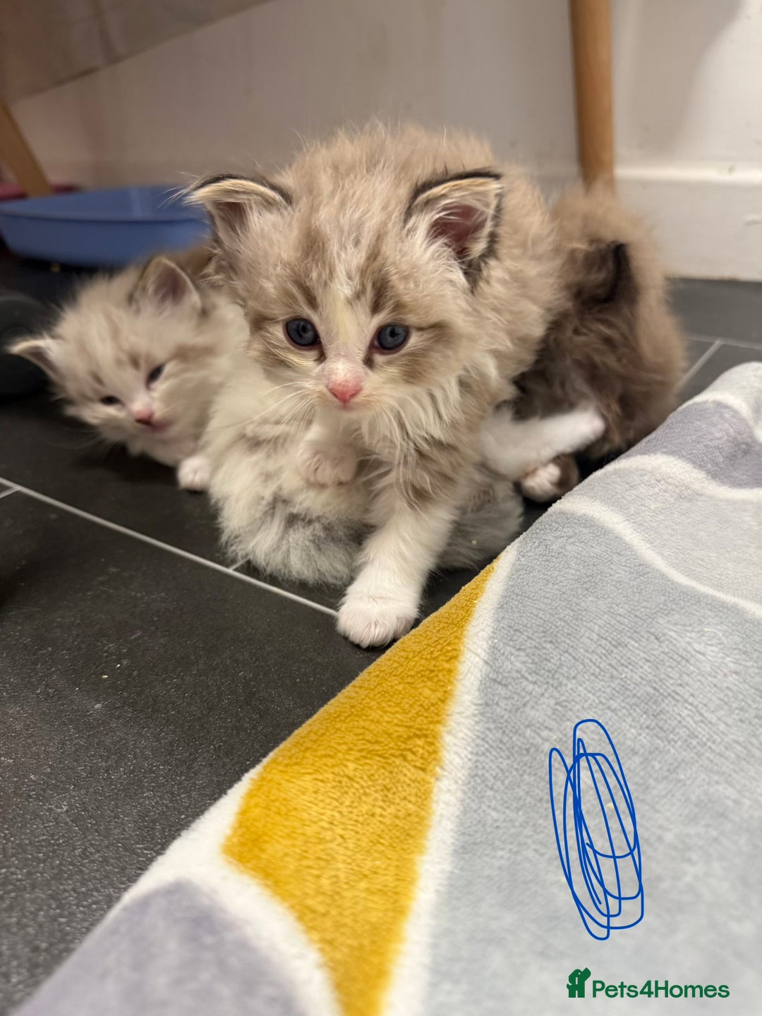 Ragdoll cats for sale: 4 Male Ragdoll Kittens  - Advert 22