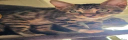 Bengal cats for sale: Pure breed Bengal kittens  - Advert 5