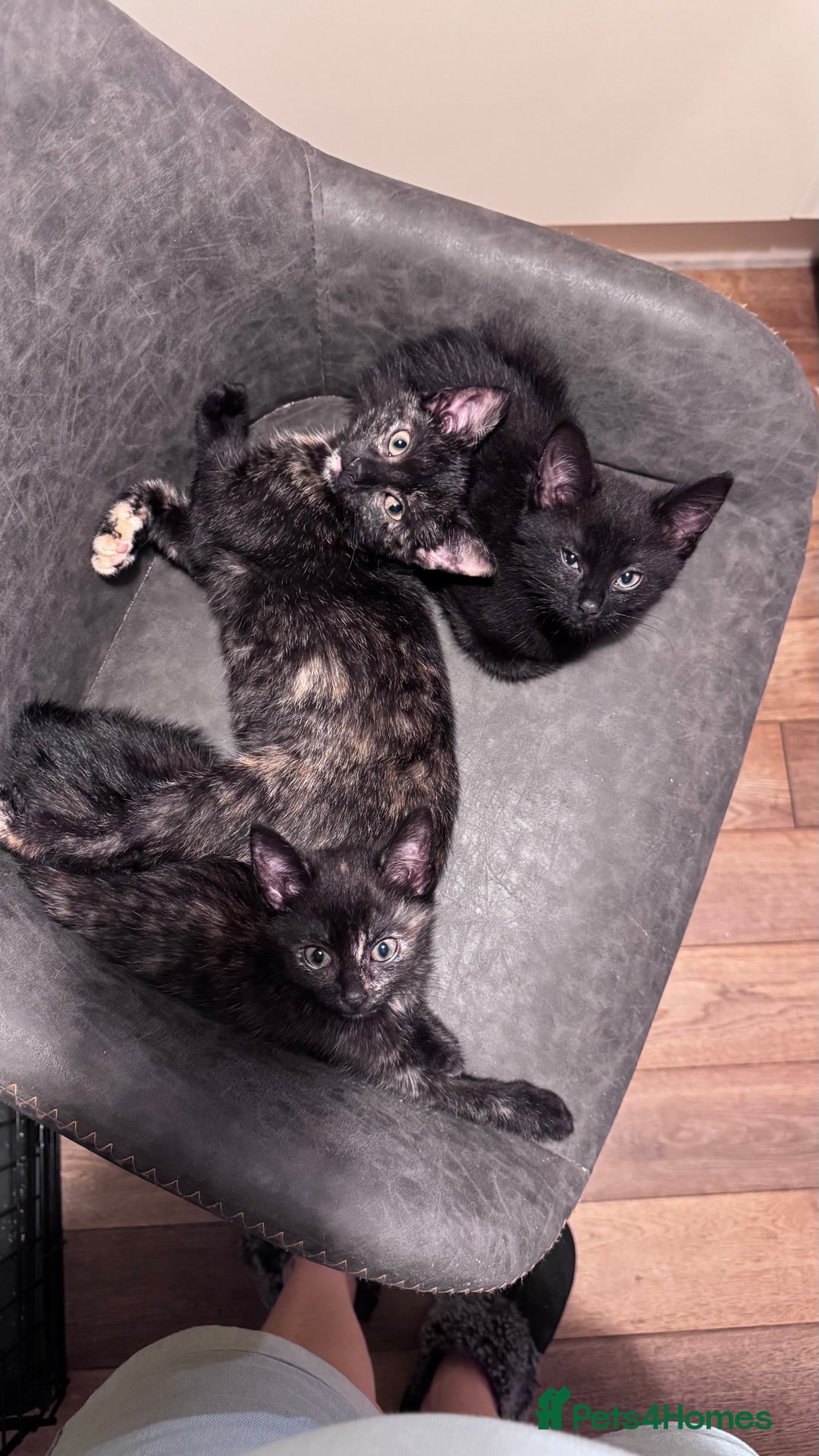 Mixed Breed cats for sale: kittens - Image 8