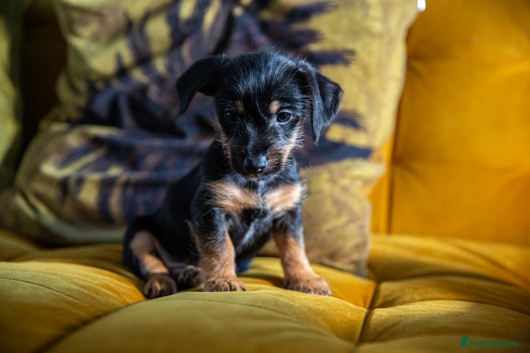 Mixed Breed dogs for sale: Daxijax/Jackshund/Dachshund/Jack - READY TO GO - Advert 17