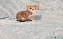 Mixed Breed cats for sale:  GREY BOY VIDEOS - Image 8