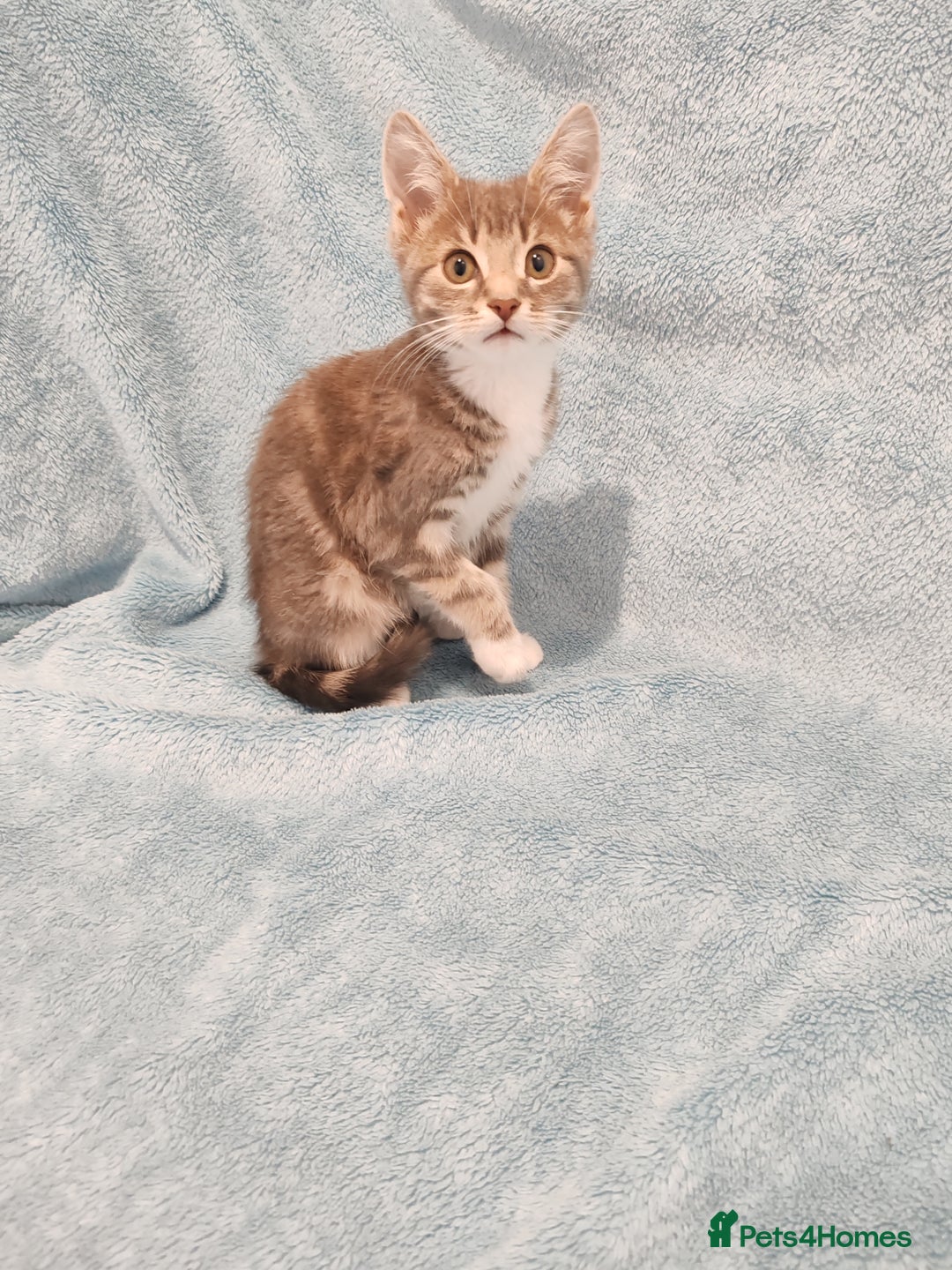 Mixed Breed cats for sale:  GREY BOY VIDEOS - Image 8