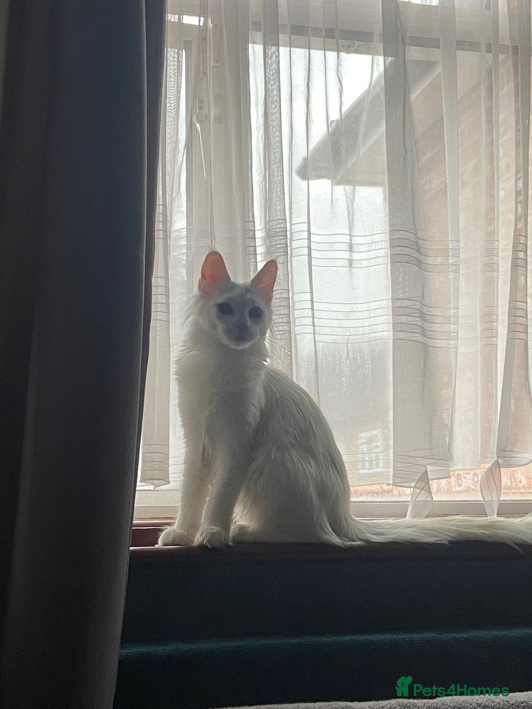 Maine Coon cats for sale: TICA Maine Coon Russian - Advert 5