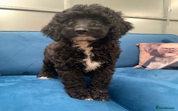 Bernedoodle dogs for sale: F1 Bernedoodle 2 Standard girls  - Image 6