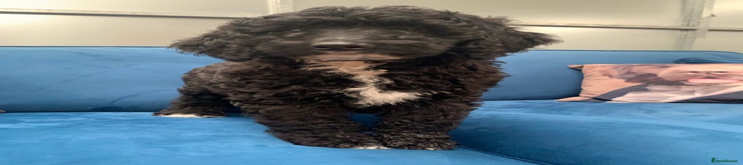 Bernedoodle Puppy 2