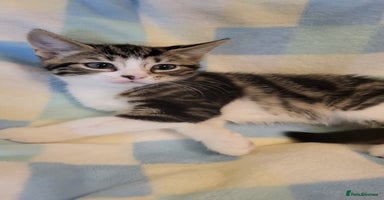 Mixed Breed cats - Advert 4