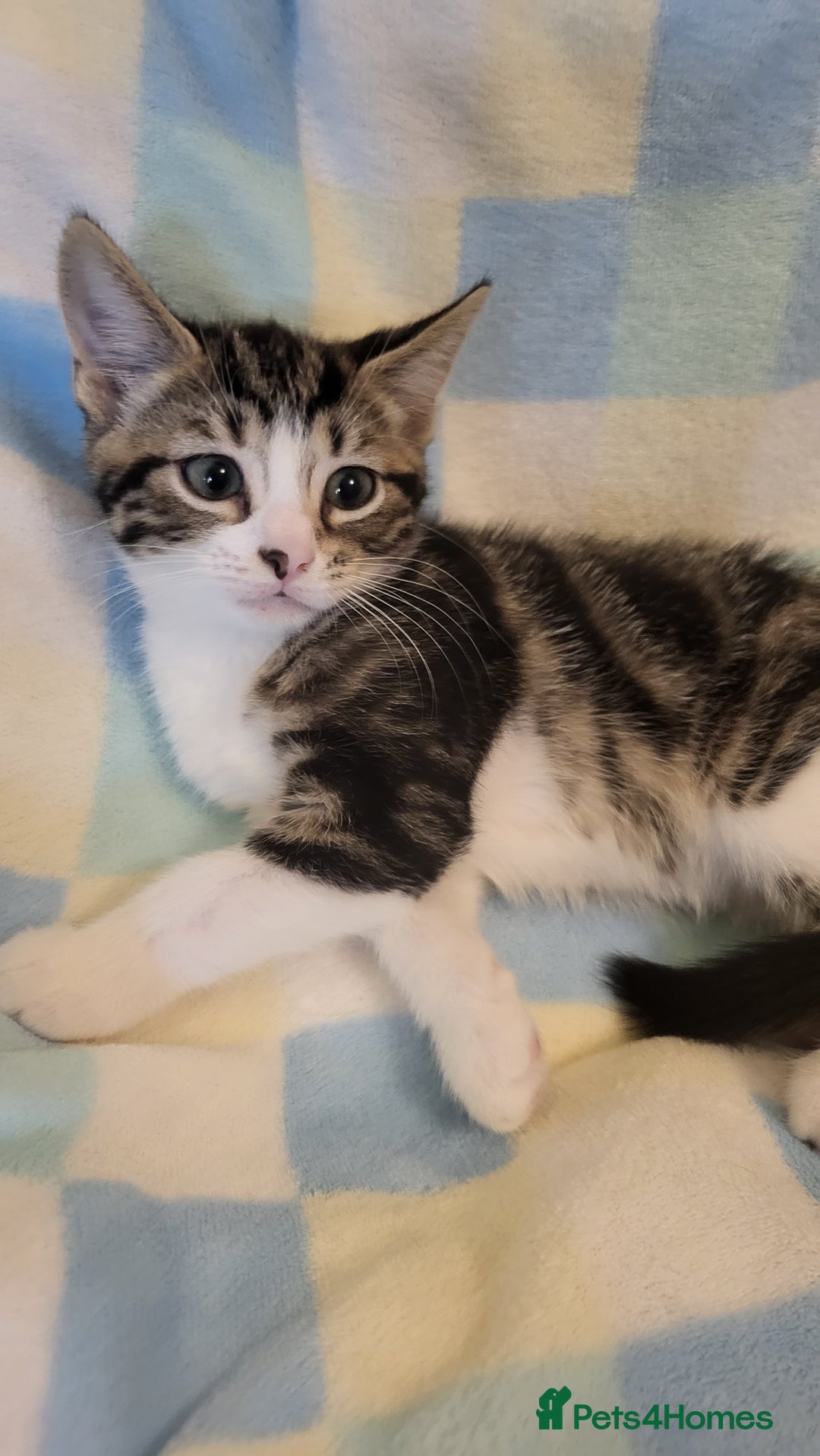 Mixed Breed cats for sale: Kittens Ready Now - Image 17