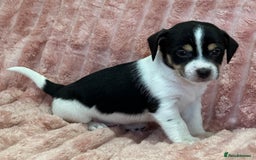 Jack Russell dogs for sale: Quality litter of beautiful Jack Russell puppies  - Image 12