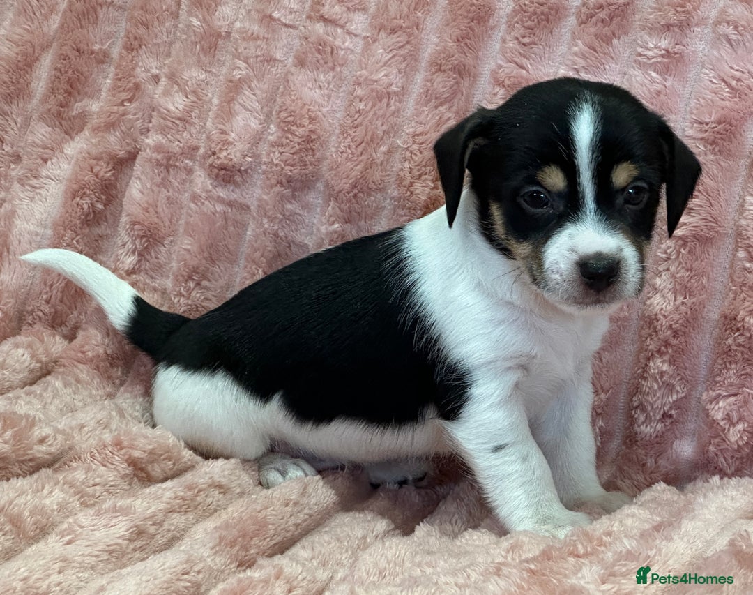 Jack Russell dogs for sale: Quality litter of beautiful Jack Russell puppies  - Image 12