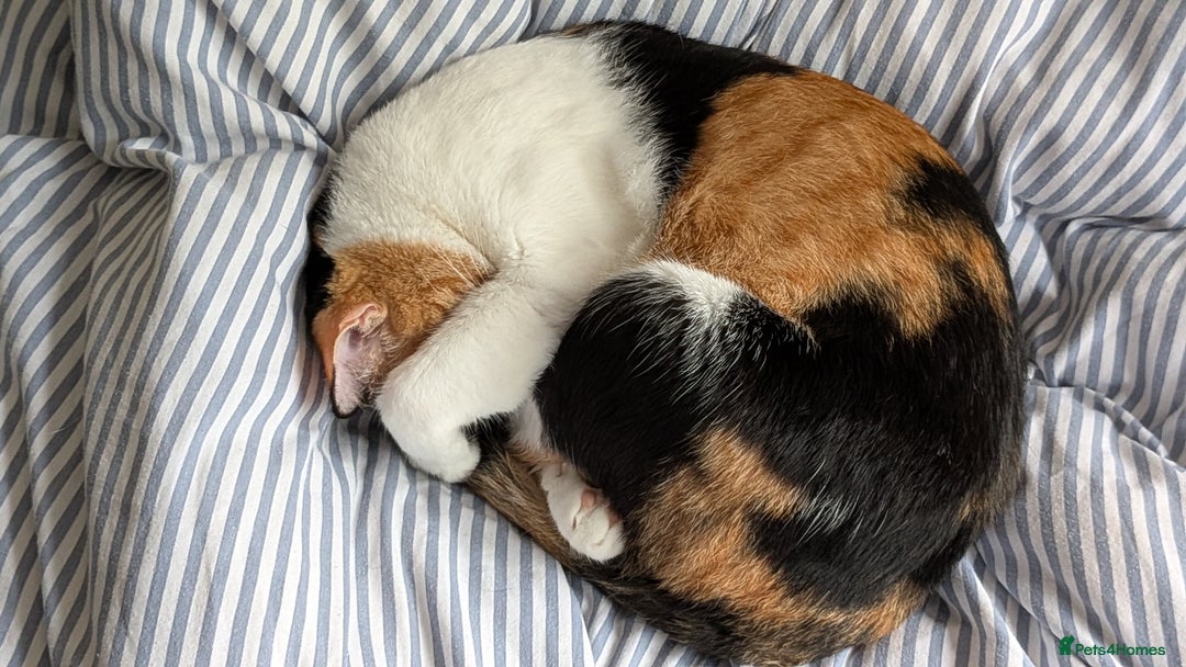 Arabian Mau cats for adoption: Female Rescue Cat for Adoption - Advert 5