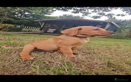 Labrador Retriever dogs for sale: Labrador Puppies  in Watchet - Image 6