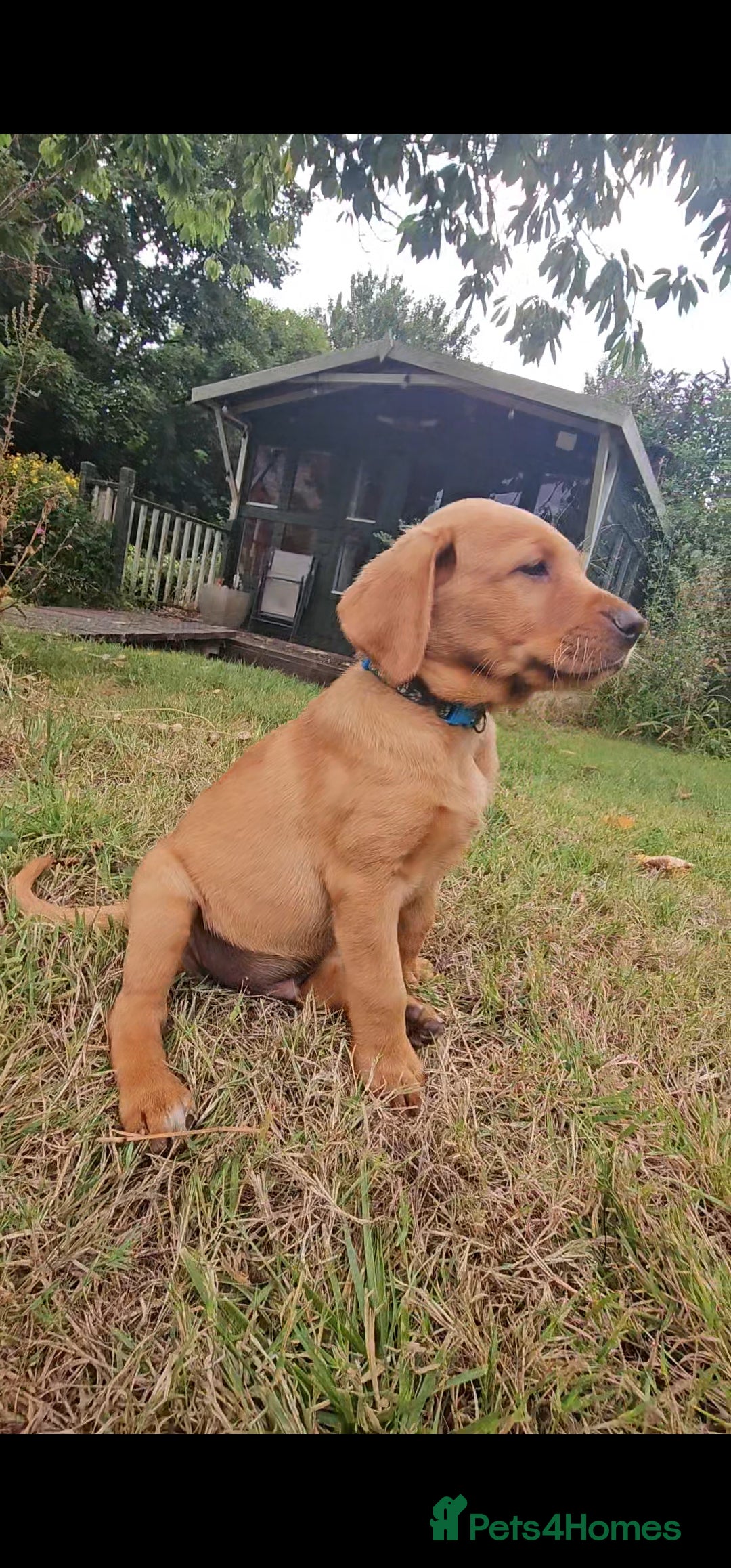 Labrador Retriever dogs for sale: Labrador Puppies  in Watchet - Image 6