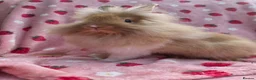 Lionhead rabbits for sale: Very very tame lion head  boy 11 weeks - Advert 10
