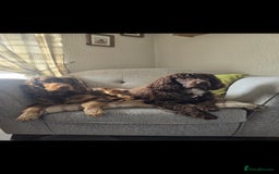 Cocker Spaniel dogs for sale: Show type x working cocker spaniel puppies - Image 16