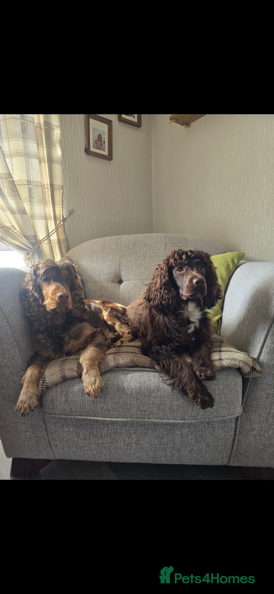 Cocker Spaniel dogs for sale: Show type x working cocker spaniel puppies - Image 16