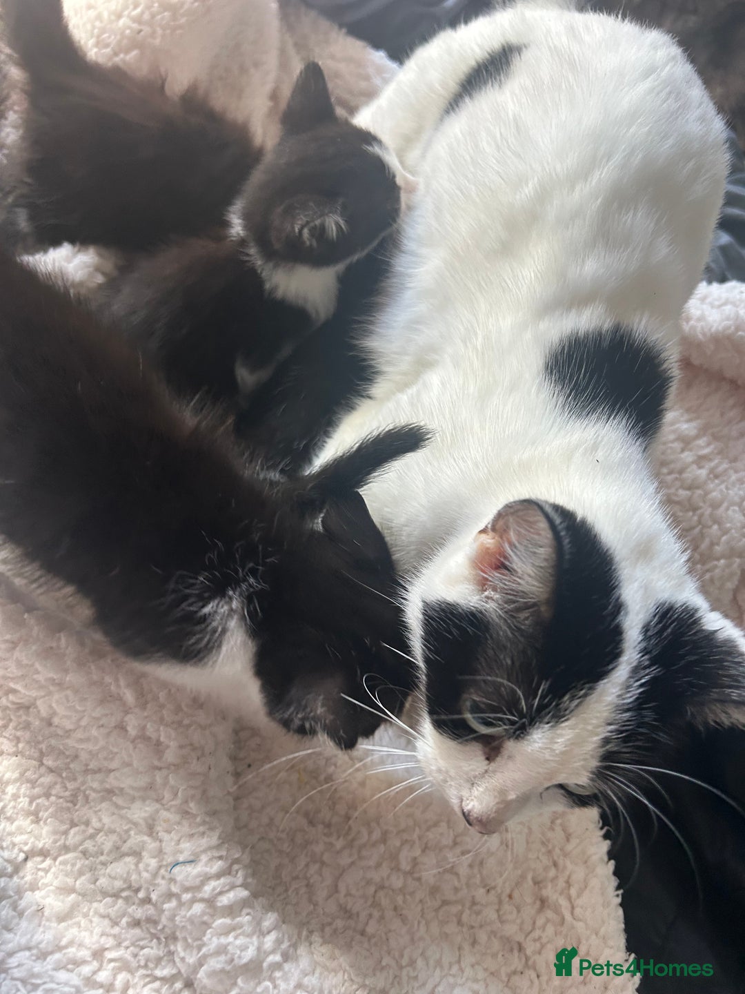 Mixed Breed cats for sale: Kittens for sale - Image 6