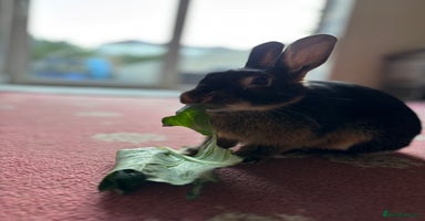 Mixed Breed rabbits - Advert 2