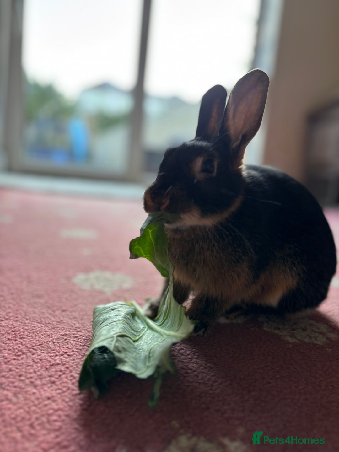 Mixed Breed rabbits for sale: Black/brown rabbit  - Image 2