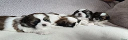 Shih Tzu dogs for sale: Beautiful Purebred Shih Tzu Puppies for Sale - Advert 17