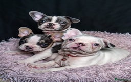 French Bulldog dogs for sale: 2 🟪 French bulldog mums carries fluffy‼️Ready now - Advert 6