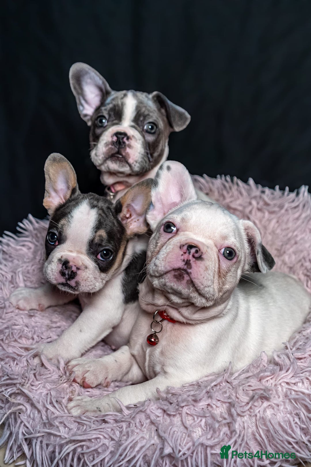 French Bulldog dogs for sale: 2 🟪 French bulldog mums carries fluffy‼️Ready now - Advert 6