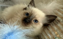 Ragdoll cats for sale: 💙🩷GCCF RAGDOLL KITTENS M&F 9WKS NEUT & SPAYED 🥇 - Image 14