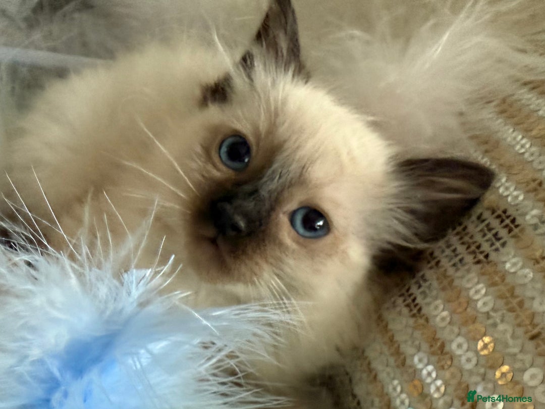 Ragdoll cats for sale: 💙🩷GCCF RAGDOLL KITTENS M&F 9WKS NEUT & SPAYED 🥇 - Image 14